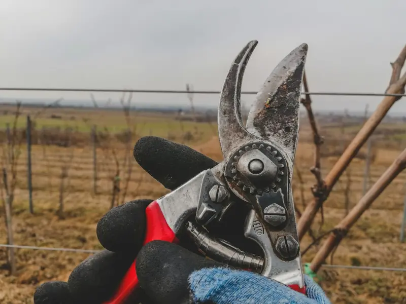 The Art of Content Pruning: Revitalize Your WordPress SEO for SaaS Growth