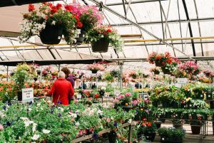 Home & Garden