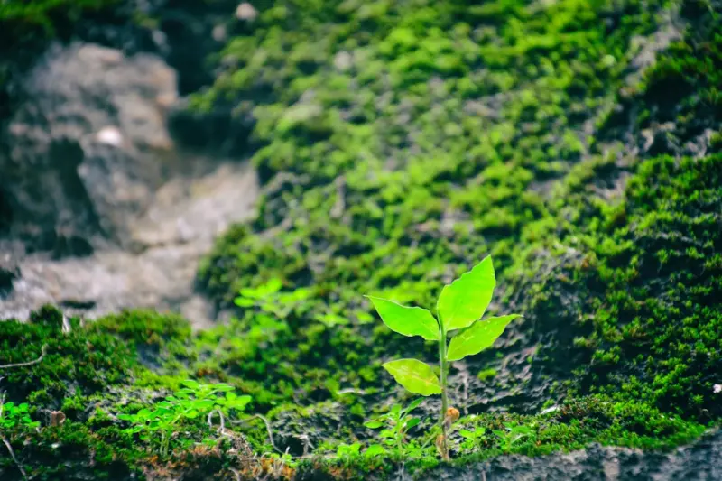 Sustainable Storytelling: The New Growth Engine for eCommerce