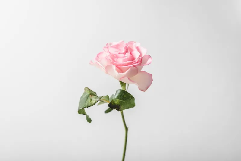 Intent, AI, and Authority: Rose DesRochers’ Fresh SEO Tips for 2024