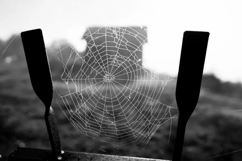 Core Web Vitals: The Secret Weapon for WordPress SEO Success